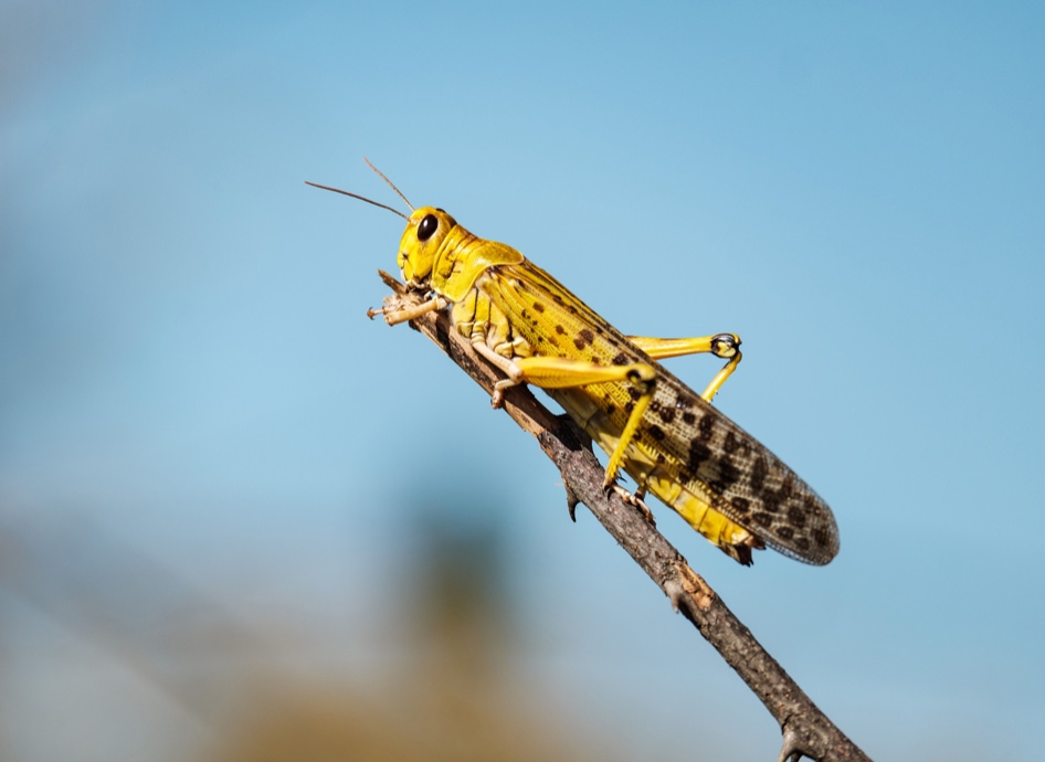 🦗 메뚜기에게서 배우라