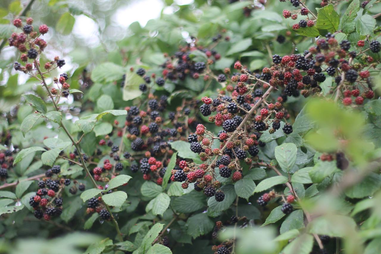 🍇 The Primocane Years: A Christian Reflection on the Blackberry Bush